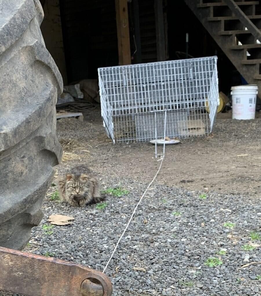 Photo_News_FeralCats_CatOutsideCage.JPG